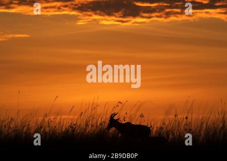 L'immagine di Tomi (Damaliscus lunatus jimela) silhoutte in savana, Kenya, Parco Nazionale Masai Mara Foto Stock