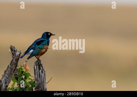 L'immagine del superbo Starling (superbus Lamprotornis), Maasai Mara, Kenya Foto Stock