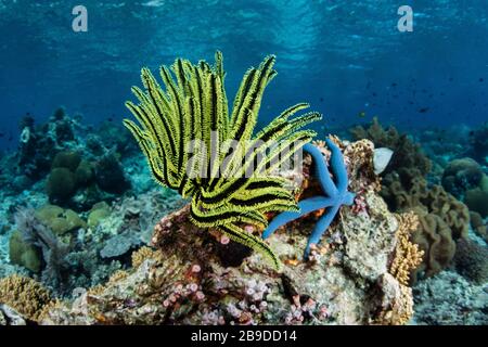 Un crinoide giallo brillante si aggraper ad una barriera corallina sana vicino Alor, Indonesia. Foto Stock