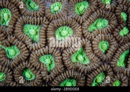 Dettaglio di una colonia di coralli, Favia sp., che cresce su una barriera corallina sana. Foto Stock