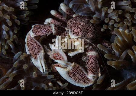 Un granchio di porcellana maculatus maculatus, maculatus, si snuggles nel suo anemone ospite. Foto Stock