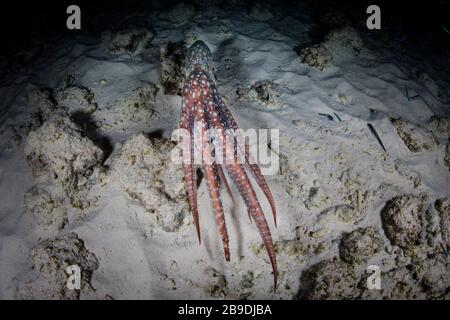 Un polpo stellato, Callistoctopus luteus, cerca la preda su una barriera corallina di notte. Foto Stock
