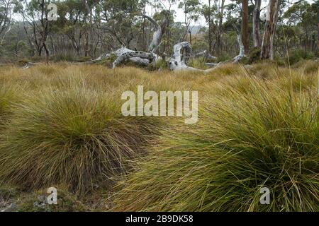 Cradle Mountain Tasmania, vista attraverso la prateria Button al lago dove Foto Stock