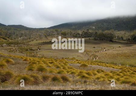 Culla montagna Tasmania, vista attraverso i prati sub-alpini con grumi di erba di campo Foto Stock