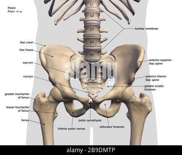 Illustrazione medica 3D etichettata del bacino maschile, dell'anca e delle ossa delle gambe, su sfondo bianco. Foto Stock