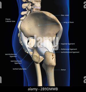 Vista laterale del bacino maschile, dell'anca, delle ossa delle gambe e dei legamenti su sfondo nero. Foto Stock