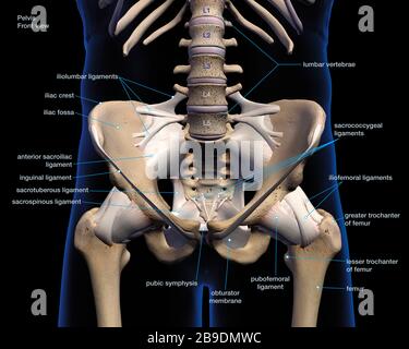 Rendering 3D etichettato di pelvi maschio, anca e ossa delle gambe su uno sfondo nero. Foto Stock