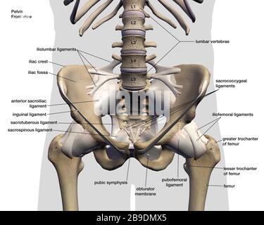 Rendering 3D etichettato di pelvi maschio, anca e ossa delle gambe su uno sfondo bianco. Foto Stock