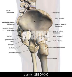 Vista laterale del bacino maschile, dell'anca e delle ossa delle gambe etichettate su sfondo bianco. Foto Stock