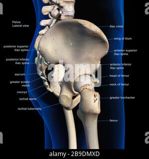 Vista laterale del bacino maschile, dell'anca e delle ossa delle gambe etichettate su uno sfondo nero. Foto Stock