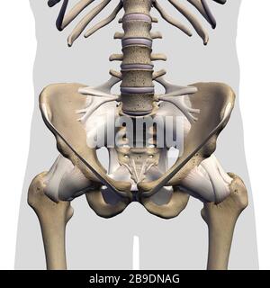 Rendering 3D di pelvi maschio, anca, ossa delle gambe e legamenti su sfondo bianco. Foto Stock