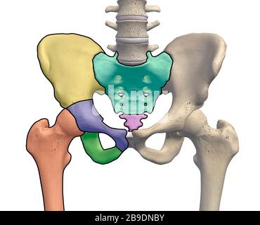Bacino e ossa dell'anca con regioni anatomiche principali mappate su sfondo bianco. Foto Stock
