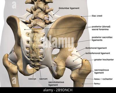 Vista posteriore del bacino maschile, dell'anca, delle ossa delle gambe e dei legamenti etichettati su sfondo bianco. Foto Stock