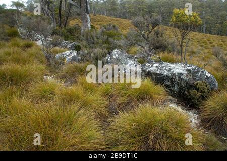 Cradle Mountain Tasmania, vista attraverso la prateria Button al lago colomba Foto Stock