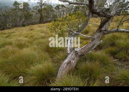 Culla montagna Tasmania, vista attraverso il prato pulsante erba alla foresta alpina Foto Stock