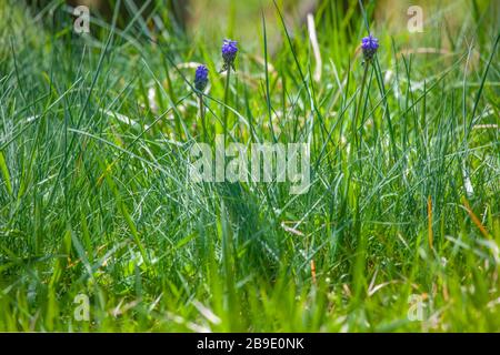 Acinto d'uva sul prato in giornata con fuoco selezionato Foto Stock