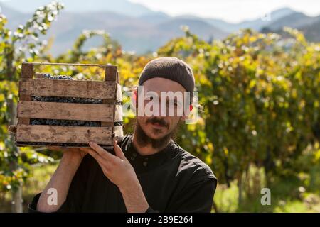 Bosniaco ortodosso mungere carie scatola di uva ai vigneti, vicino al monastero Tvrdos situato in remota area nel sud della Bosnia Erzegovina, vicino a Bosn Foto Stock