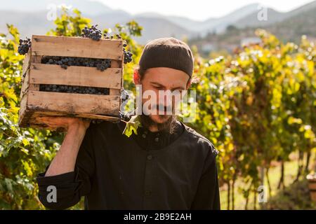 Bosniaco ortodosso mungere carie scatola di uva ai vigneti, vicino al monastero Tvrdos situato in remota area nel sud della Bosnia Erzegovina, vicino a Bosn Foto Stock