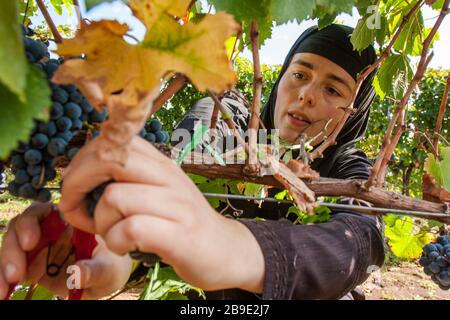 Le monache ortodosse bosniache prelevano uve di qualità extra presso i vigneti, vicino al monastero di Tvrdos , in una zona remota nella Bosnia-Erzegovina meridionale, vicino Foto Stock