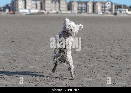 Un cane crestato cinese sulla spiaggia Foto Stock