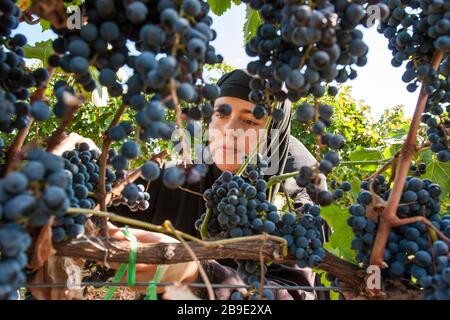 Le monache ortodosse bosniache prelevano uve di qualità extra presso i vigneti, vicino al monastero di Tvrdos , in una zona remota nella Bosnia-Erzegovina meridionale, vicino Foto Stock