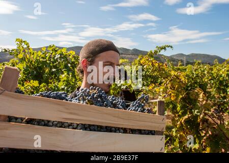 Bosniaco ortodosso mungere carie scatola di uva ai vigneti, vicino al monastero Tvrdos situato in remota area nel sud della Bosnia Erzegovina, vicino a Bosn Foto Stock