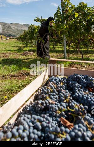 Le monache ortodosse bosniache prelevano uve di qualità extra presso i vigneti, vicino al monastero di Tvrdos , in una zona remota nella Bosnia-Erzegovina meridionale, vicino Foto Stock