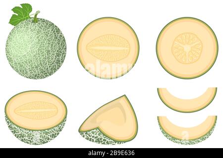 Set di frutti di melone a fette, interi, tagliati a metà, freschi, isolati su sfondo bianco. Melone di cantaloupe. Frutta estiva per uno stile di vita sano. Frutta biologica. CA Illustrazione Vettoriale