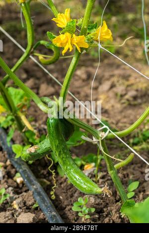 La crescita e la fioritura dei cetrioli da giardino - primo piano Foto Stock