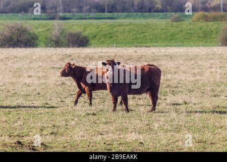 Bestiame in un campo alla periferia di Northampton in un luminoso pomeriggio di primavera. Foto Stock