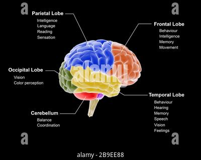 Illustrazione medica che mostra le diverse regioni del cervello e le loro funzioni. Foto Stock