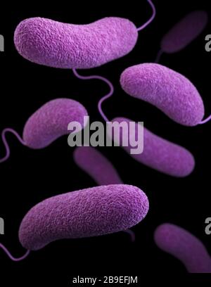 Illustrazione 3D dei batteri parahemolitici Vibrio. Foto Stock