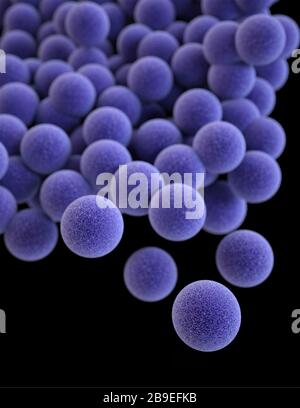 Illustrazione 3D di un gruppo di batteri Staphylococcus aureus (MRSA). Foto Stock