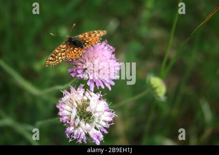 Fiori e piccoli animali di montagna Foto Stock