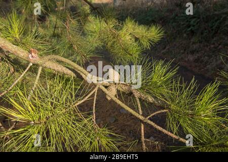 Inverno Foliage e coni di un albero di pino rosso cinese Evergreen (Pinus tabuliformis) in un giardino di bosco in Devon rurale, Inghilterra, Regno Unito Foto Stock