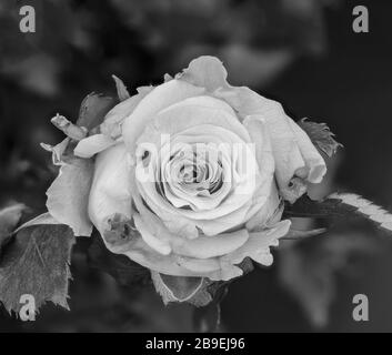 macro monocromatica per esterni di una rosa bianca venata fiore su sfondo naturale sfocato con texture dettagliate Foto Stock