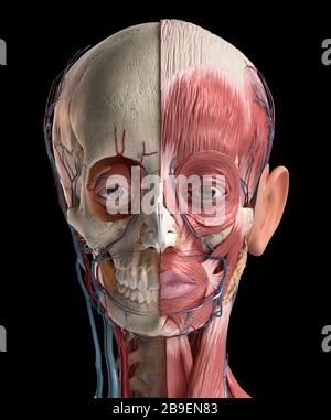 Anatomia della testa umana del cranio, muscoli facciali, vene e arterie, sfondo nero. Foto Stock