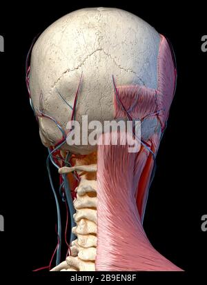 Vista posteriore della testa con cranio, vasi sanguigni e muscoli, sfondo nero. Foto Stock