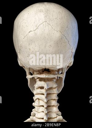 Illustrazione 3D dell'anatomia del cranio umano, vista posteriore su sfondo nero Foto Stock