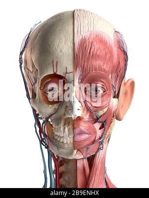 Anatomia della testa umana del cranio, muscoli facciali, vene e arterie, sfondo bianco. Foto Stock