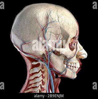 Vista laterale del cranio umano, dei muscoli, degli occhi e dei vasi sanguigni, sfondo nero. Foto Stock