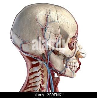 Vista laterale del cranio umano, dei muscoli, degli occhi e dei vasi sanguigni, sfondo nero. Foto Stock