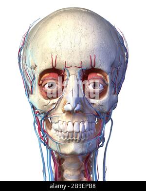 Vista frontale del cranio umano con occhi, vene e arterie su sfondo bianco. Foto Stock