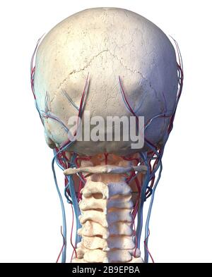 Vista posteriore del cranio umano con vene e arterie, sfondo bianco. Foto Stock