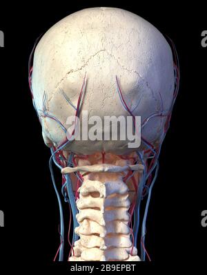 Vista posteriore del cranio umano con vene e arterie, sfondo nero. Foto Stock