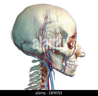 Sistema vascolare della testa umana, vista laterale su sfondo bianco. Foto Stock