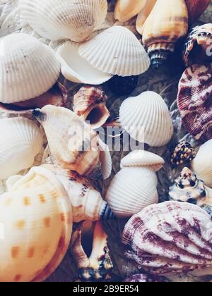 Conchiglie come sfondo estivo costiero, natura e concetto di viaggio Foto Stock