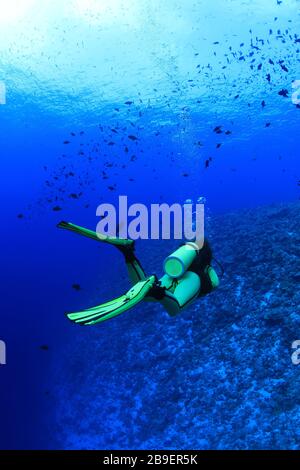 Il subacqueo femminile esplora la bellissima barriera corallina subacquea nelle Maldive Foto Stock