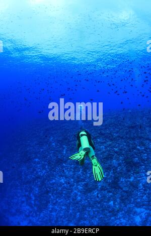 Il subacqueo femminile esplora la bellissima barriera corallina subacquea nelle Maldive Foto Stock