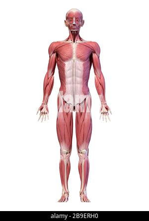 Sistema muscolare maschile a tutto corpo, vista frontale, sfondo bianco. Foto Stock